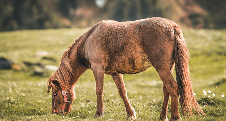 Xbox Controller in good condition Wireless