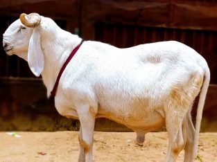 Mouton de race Balami