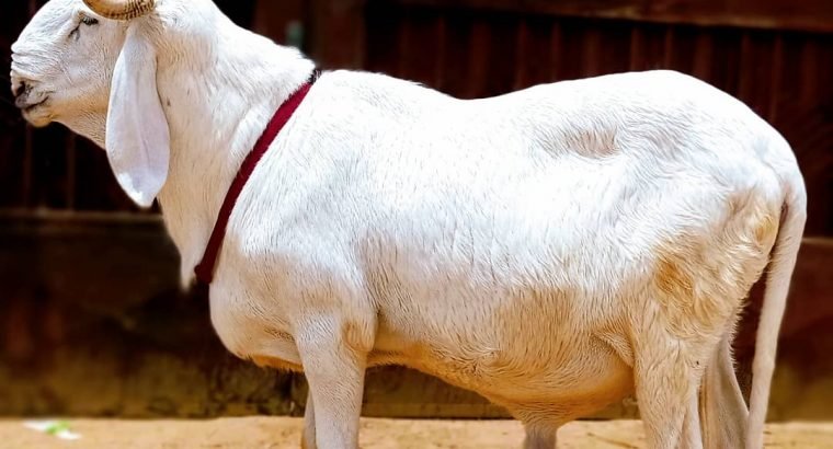 Mouton de race Balami