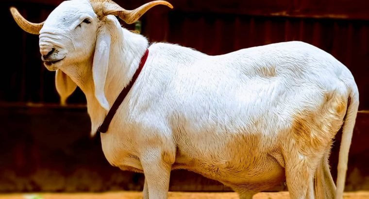 Mouton de race Balami